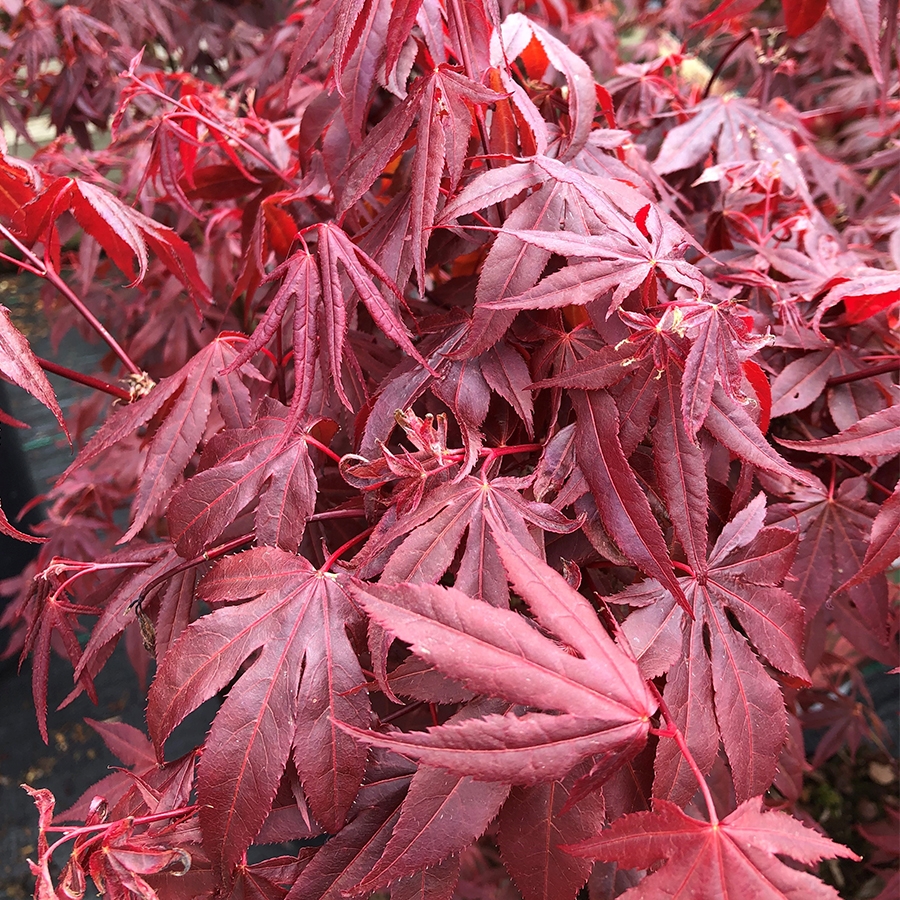 Acer palmatum Atropurpureum 3 litre pot - Knights Garden Centres