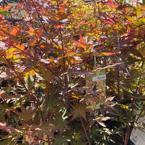 Acer palmatum Red Wine