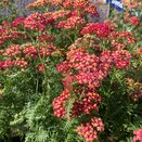 Achillea Fanal The Beacon