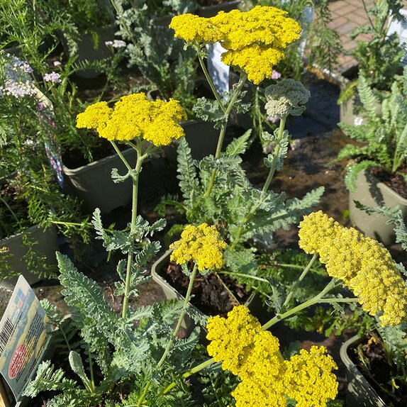 Achillea millefolium Sassy Summer Silver