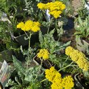 Achillea millefolium Sassy Summer Silver