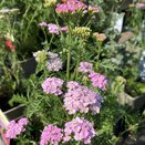 Achillea millefolium Tutti Frutti 'Wonderful Wampee'