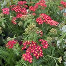 Achillea Paprika