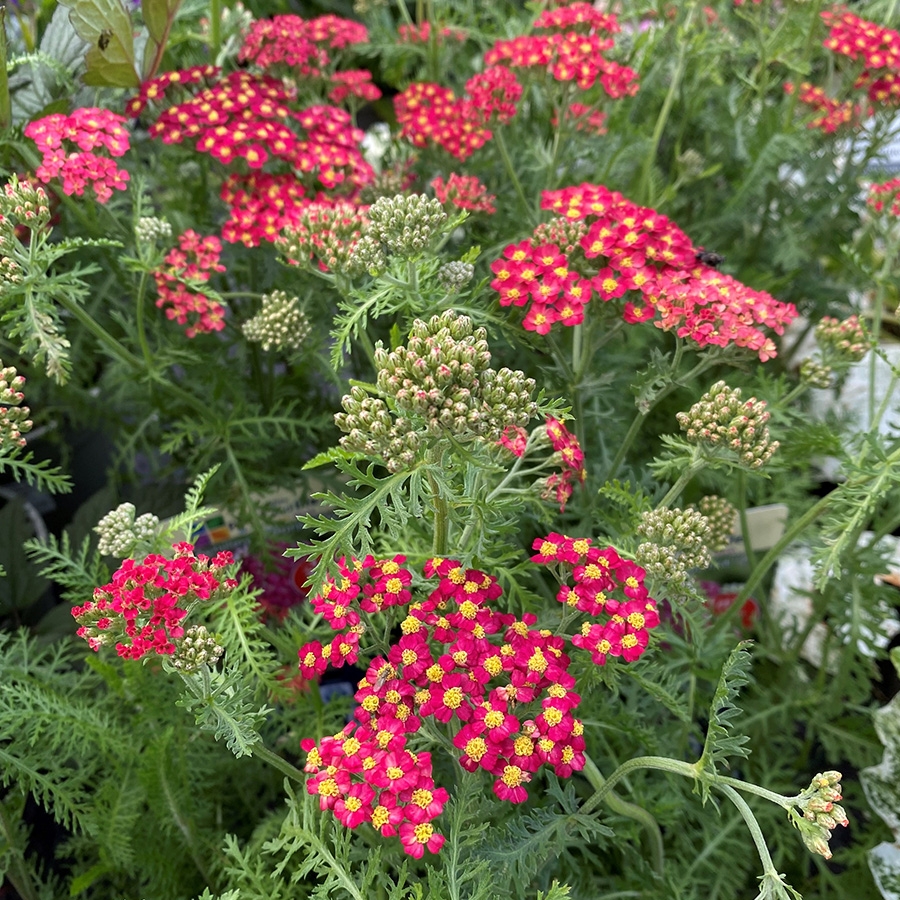 Achillea Paprika - Knights Garden Centres