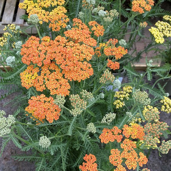 Achillea Terracotta