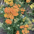 Achillea Terracotta