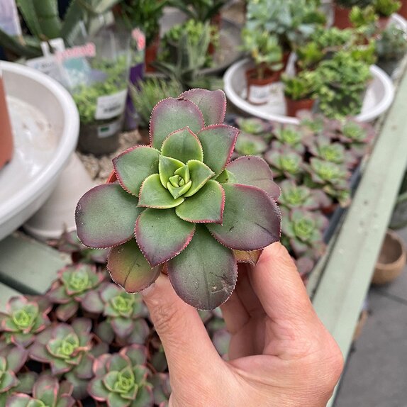 Aeonium Tricolor 5cm mini pot