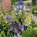 Agapanthus Hybr.'Three Sisters'®