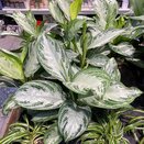 Aglaonema 'Silver Bay' 