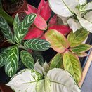 Aglaonema varieties