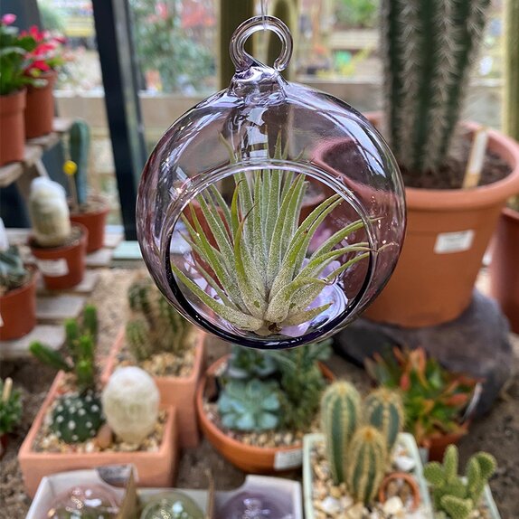 Airplant Tillandsia in Bauble