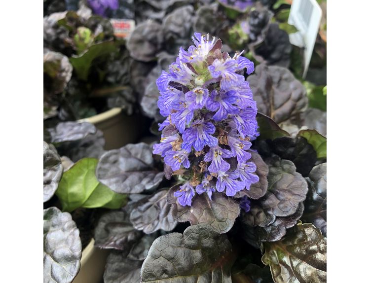 Ajuga Black Scallop 11cm pot