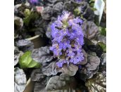 Ajuga Black Scallop 11cm pot