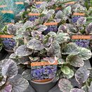 Ajuga reptans Burgundy Glow 11cm pot