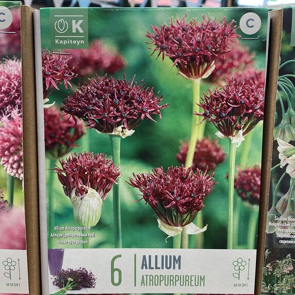 Allium Atropurpureum