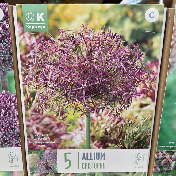 Allium Cristophii