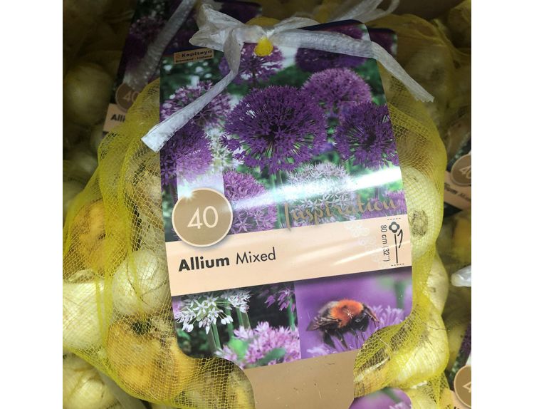 Allium Large Flowering Mixed Colours Landscape Bag