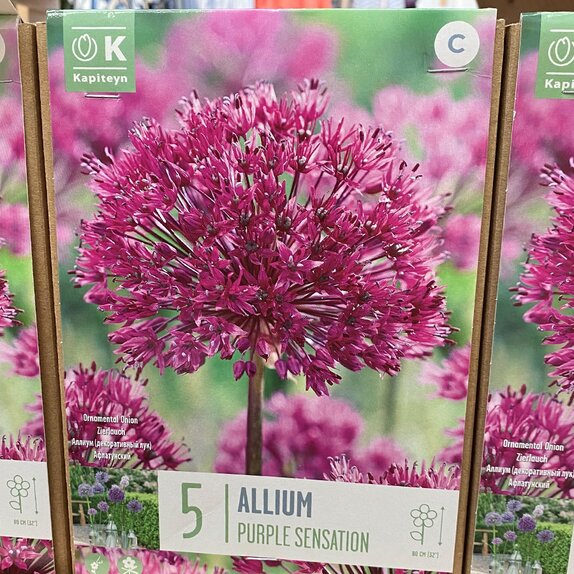 Allium Purple Sensation