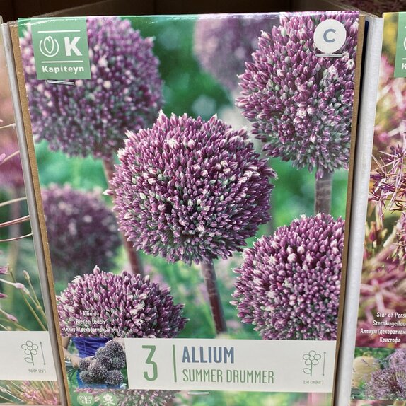 Allium Summer Drummer