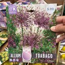 Allium Toabago