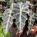 Alocasia amazonica 'Polly' 12cm pot