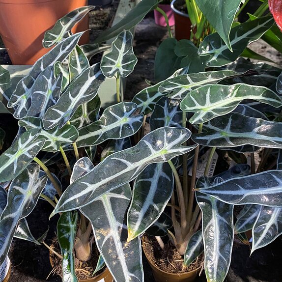 Alocasia Polly Bambino - image 1