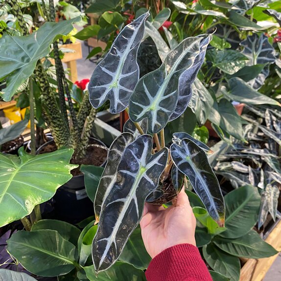 Alocasia Polly Bambino - image 2