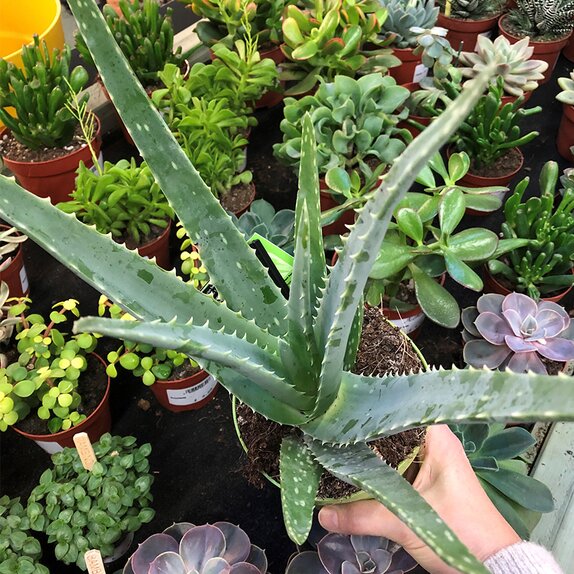 Aloe Vera 15cm