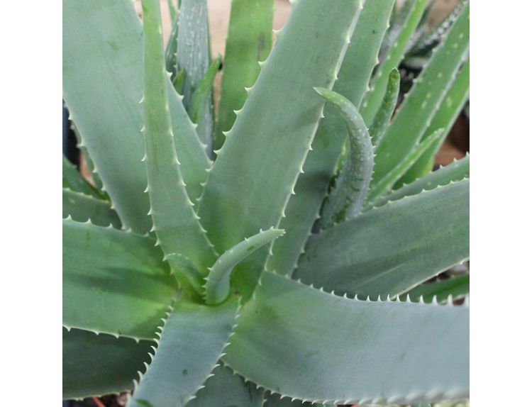Aloe Vera 12cm Pot Knights Garden Centres 6140