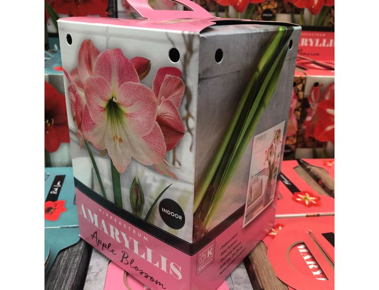 Amaryllis Apple Blossom Standard Gift Box