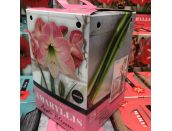 Amaryllis Apple Blossom Standard Gift Box