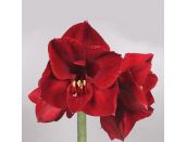 Amaryllis Benfica loose bulb - image 2