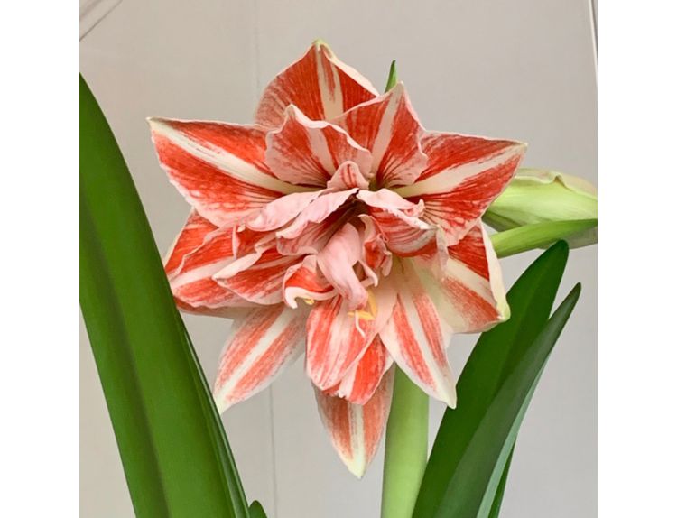 Amaryllis Dancing Queen Luxury Gift Box - image 2