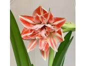 Amaryllis Dancing Queen Luxury Gift Box - image 2