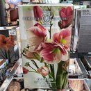 Amaryllis Exposure Luxury Gift Box