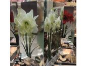 Amaryllis Marilyn Luxury Gift Box - image 1