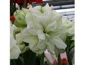 Amaryllis Marilyn Luxury Gift Box - image 2