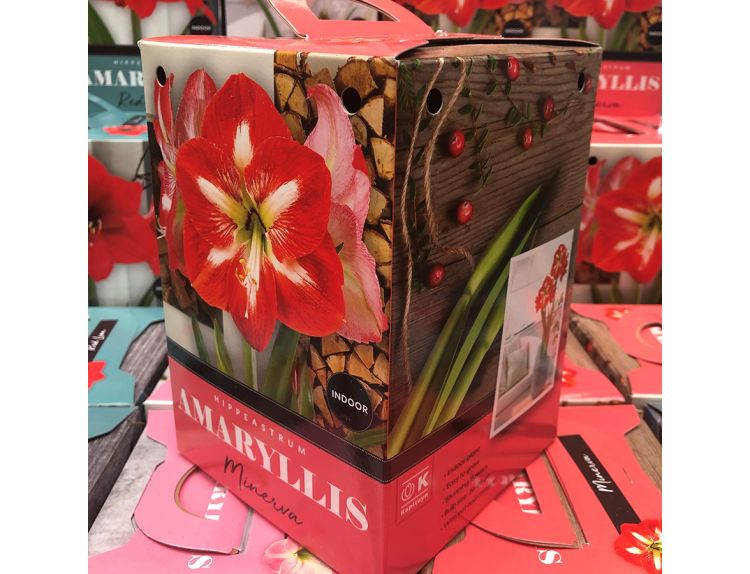 Amaryllis Minerva Standard Gift Box