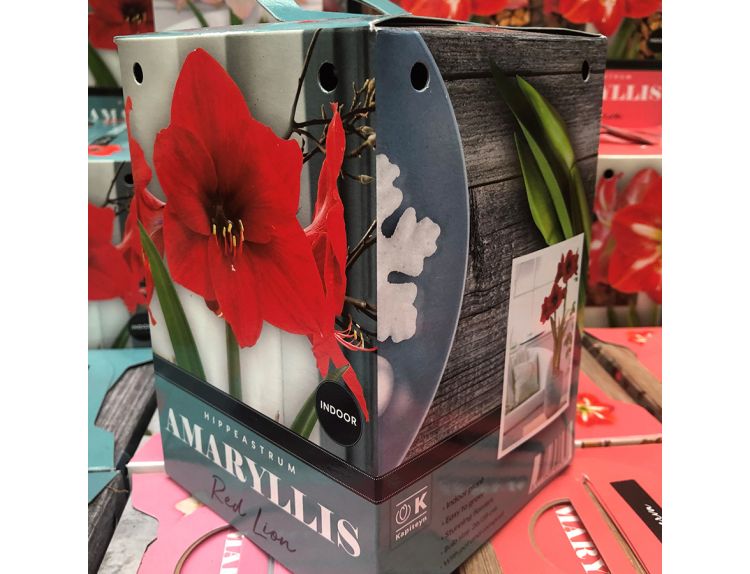 Amaryllis Red Lion Standard Gift Box Set - image 1