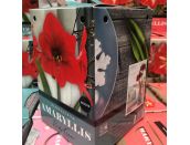 Amaryllis Red Lion Standard Gift Box Set - image 1