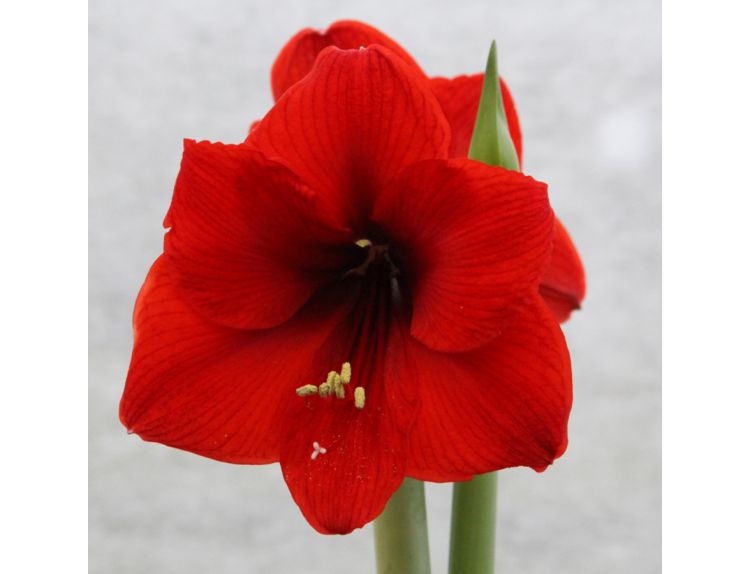 Amaryllis Red Lion Standard Gift Box Set - image 2