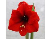 Amaryllis Red Lion Standard Gift Box Set - image 2