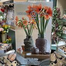 Amaryllis Rilona Luxury Gift Box