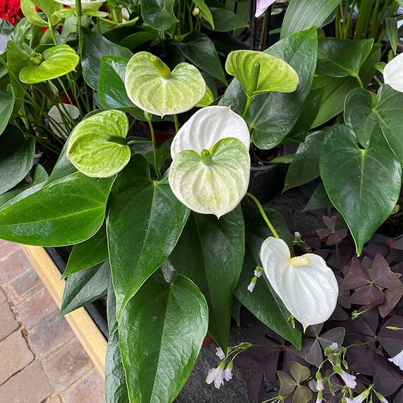 Anthurium andr. 'Cocos'