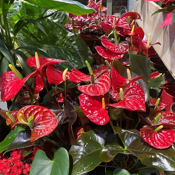 Anthurium andr. 'Coral Champion'