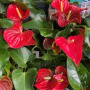 Anthurium andr. 'Karma Red'