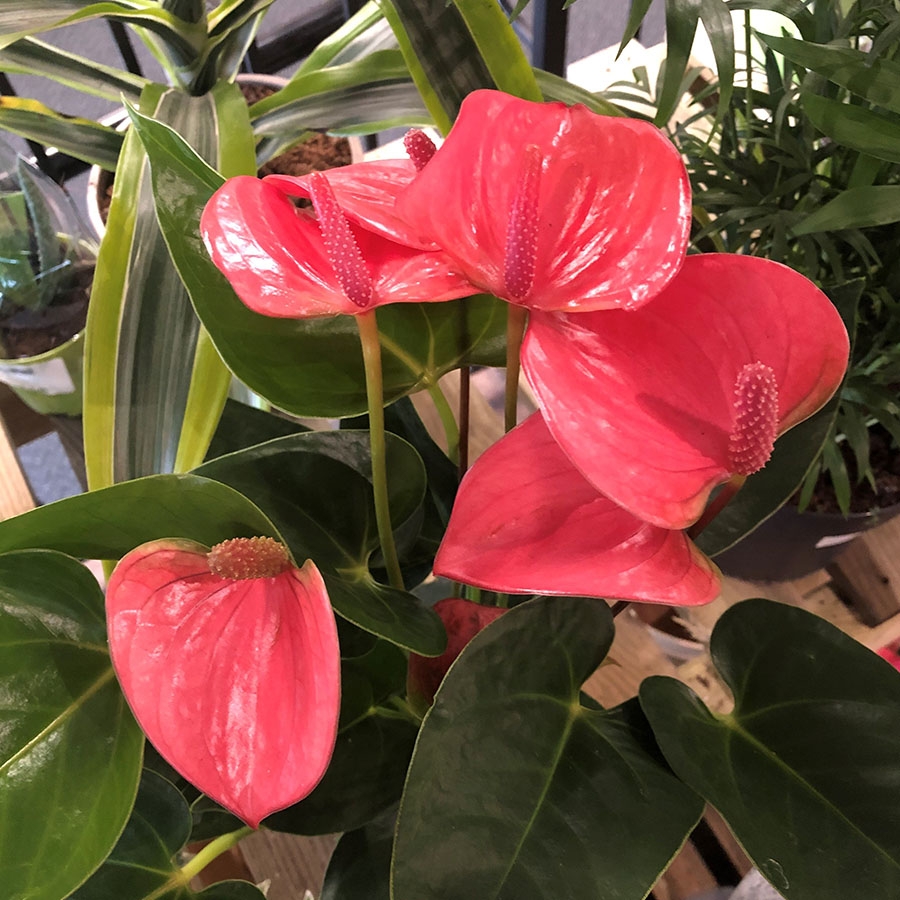 Anthurium andr. 'Pink Champion' - Knights Garden Centres