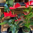 Anthurium andr. 'Querida'