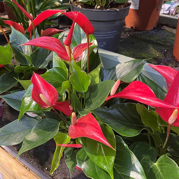 Anthurium 'Banderola Roja' Lilli Red