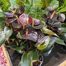 Anthurium 'Black Love' 